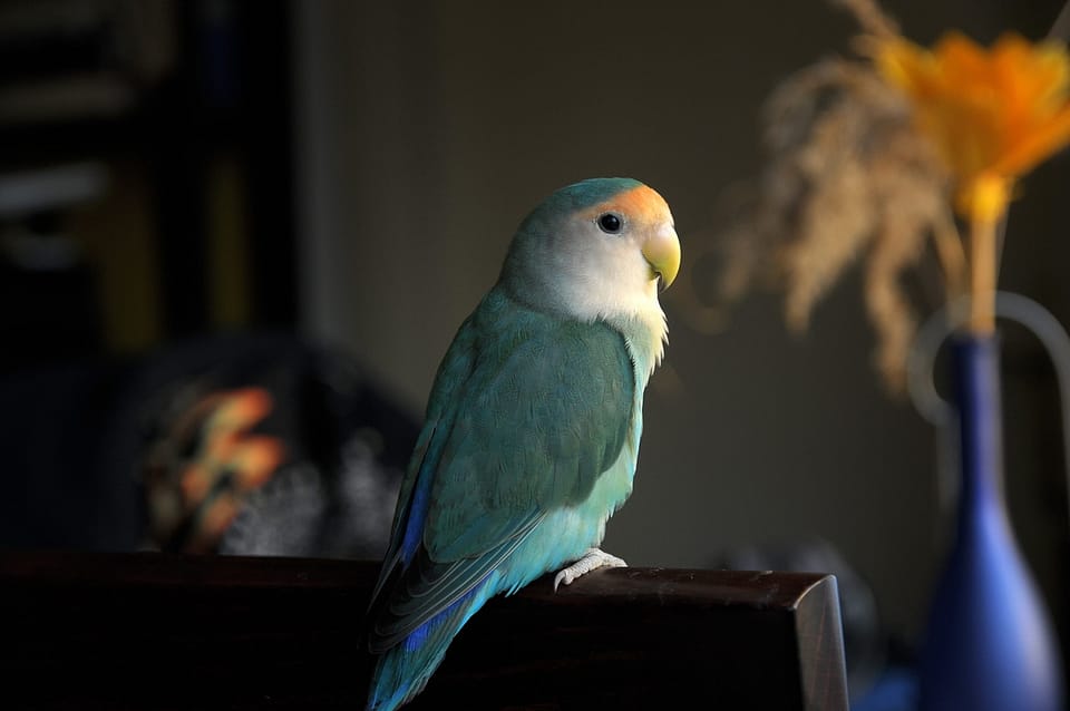 Woher stammt der Name Papiervogel? Exkurs: Lily und die Vögel